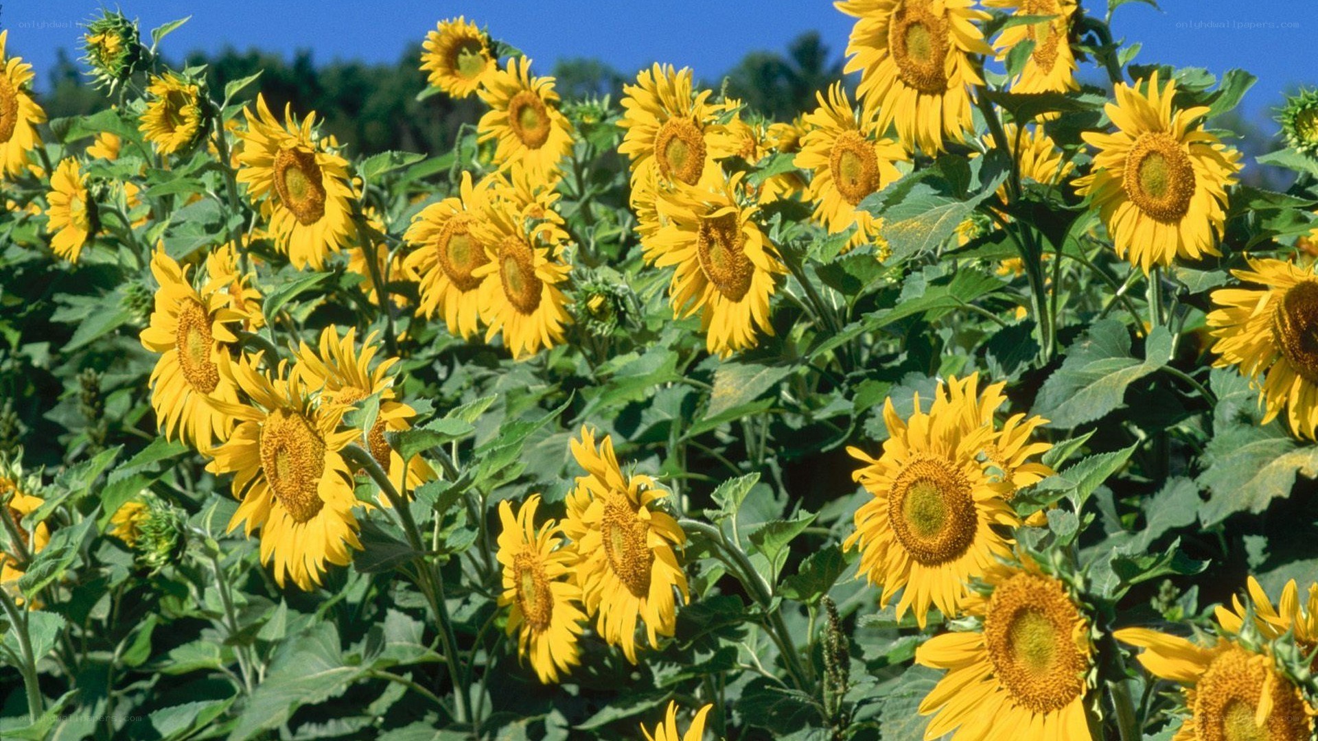 Sunflowers in a field