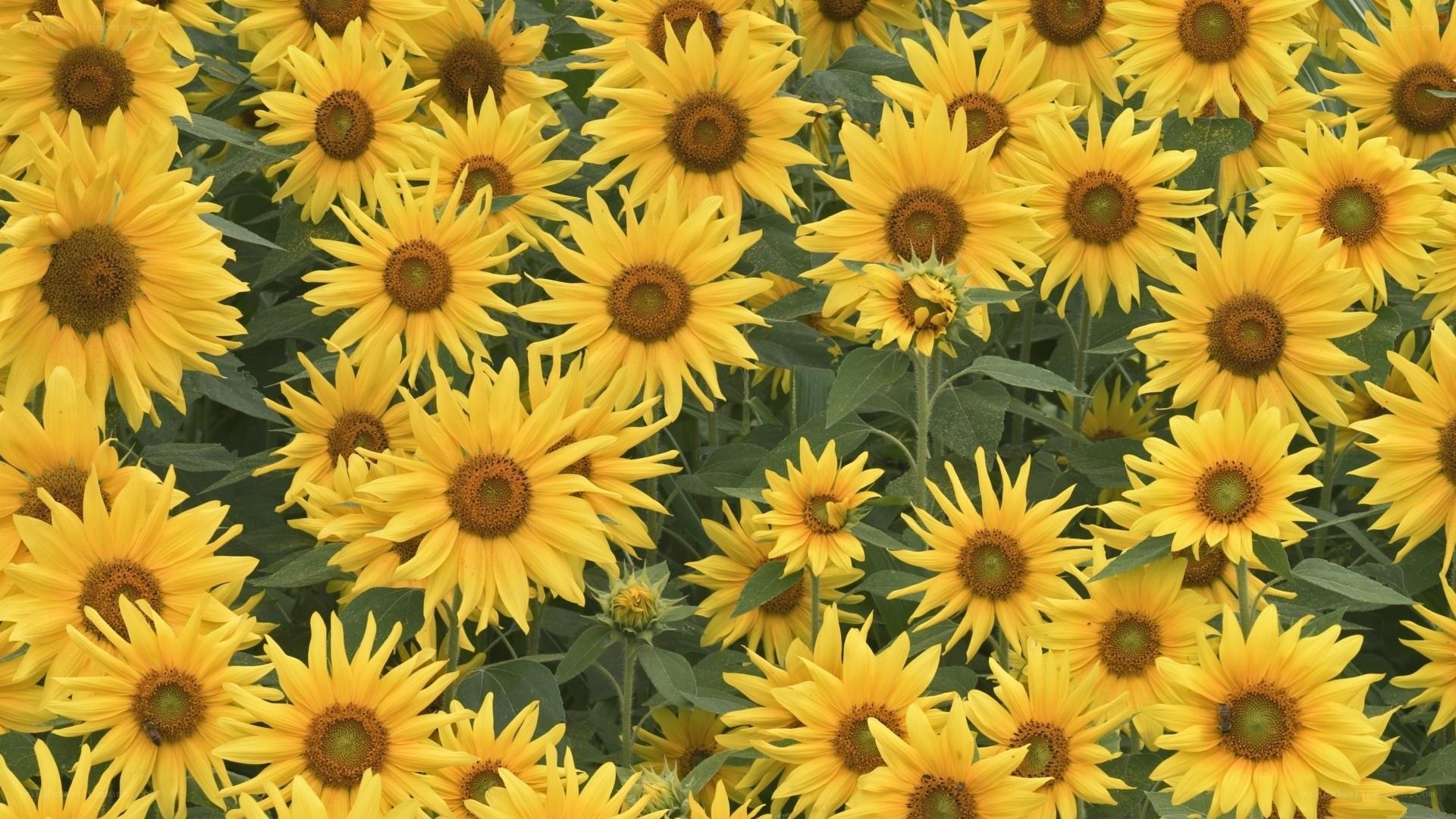 Sunflowers in a field