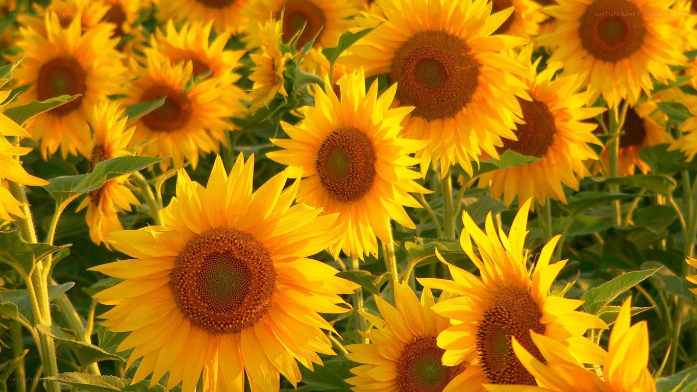 Sunflowers in a field