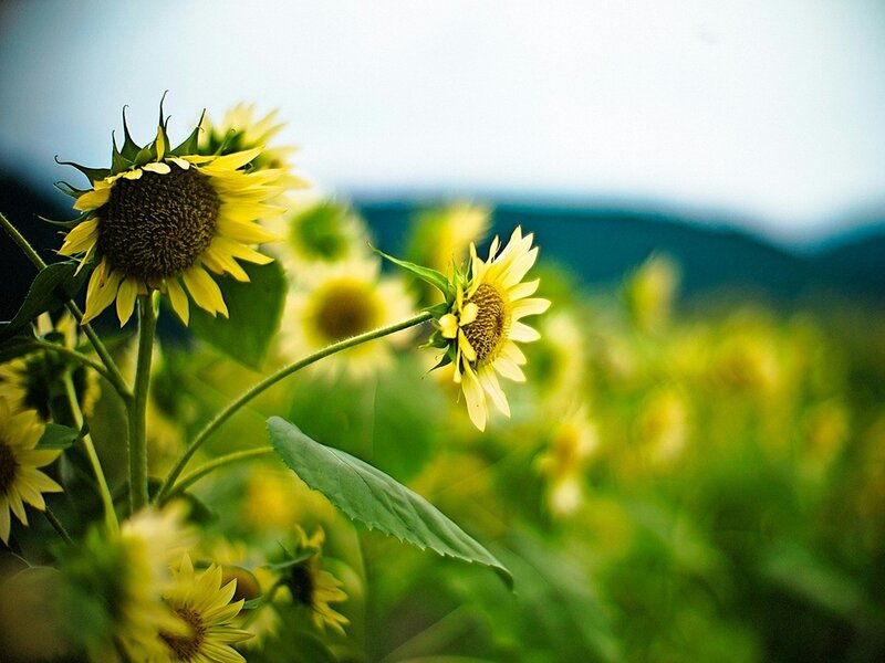 Sunflowers in a field