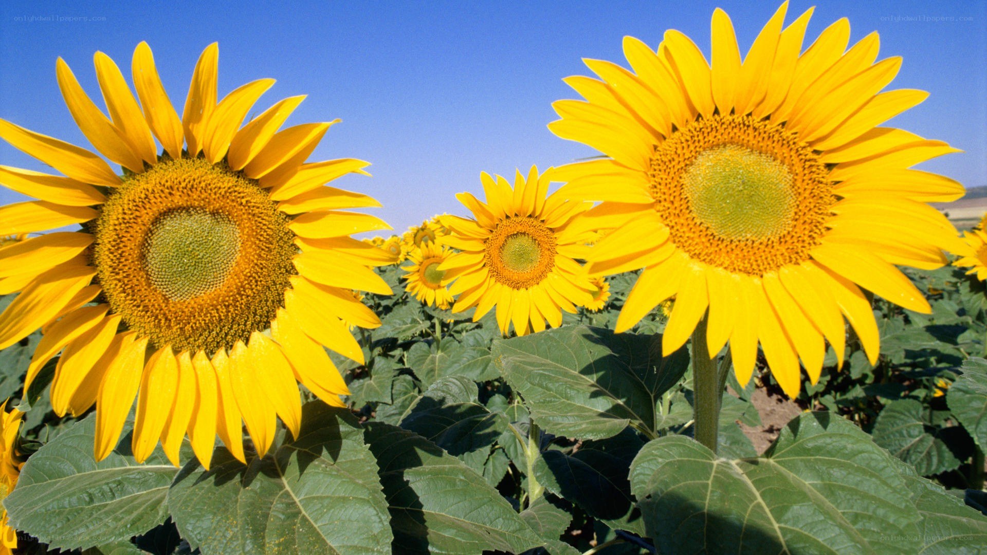 Sunflowers in a field