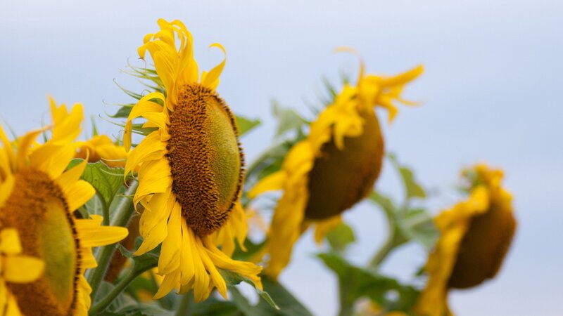 Sunflowers in a field