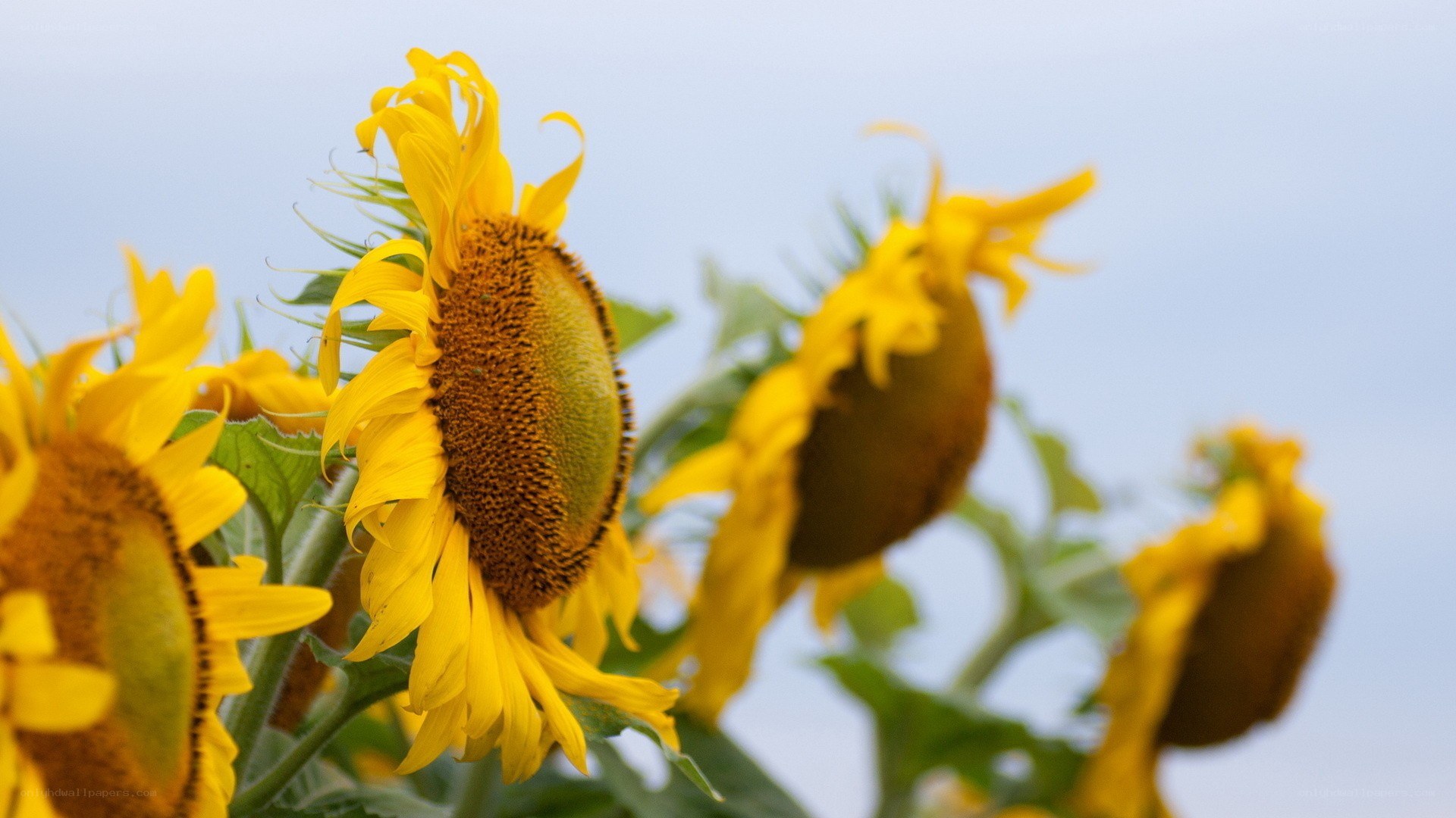 Sunflowers in a field