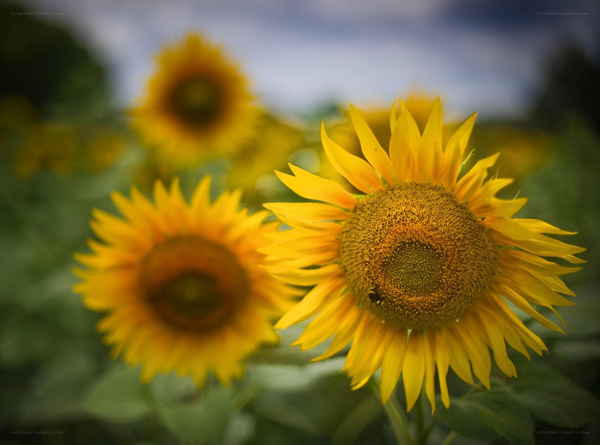Sunflowers in a field