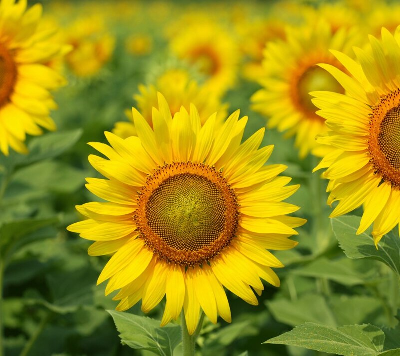 Sunflowers in a field