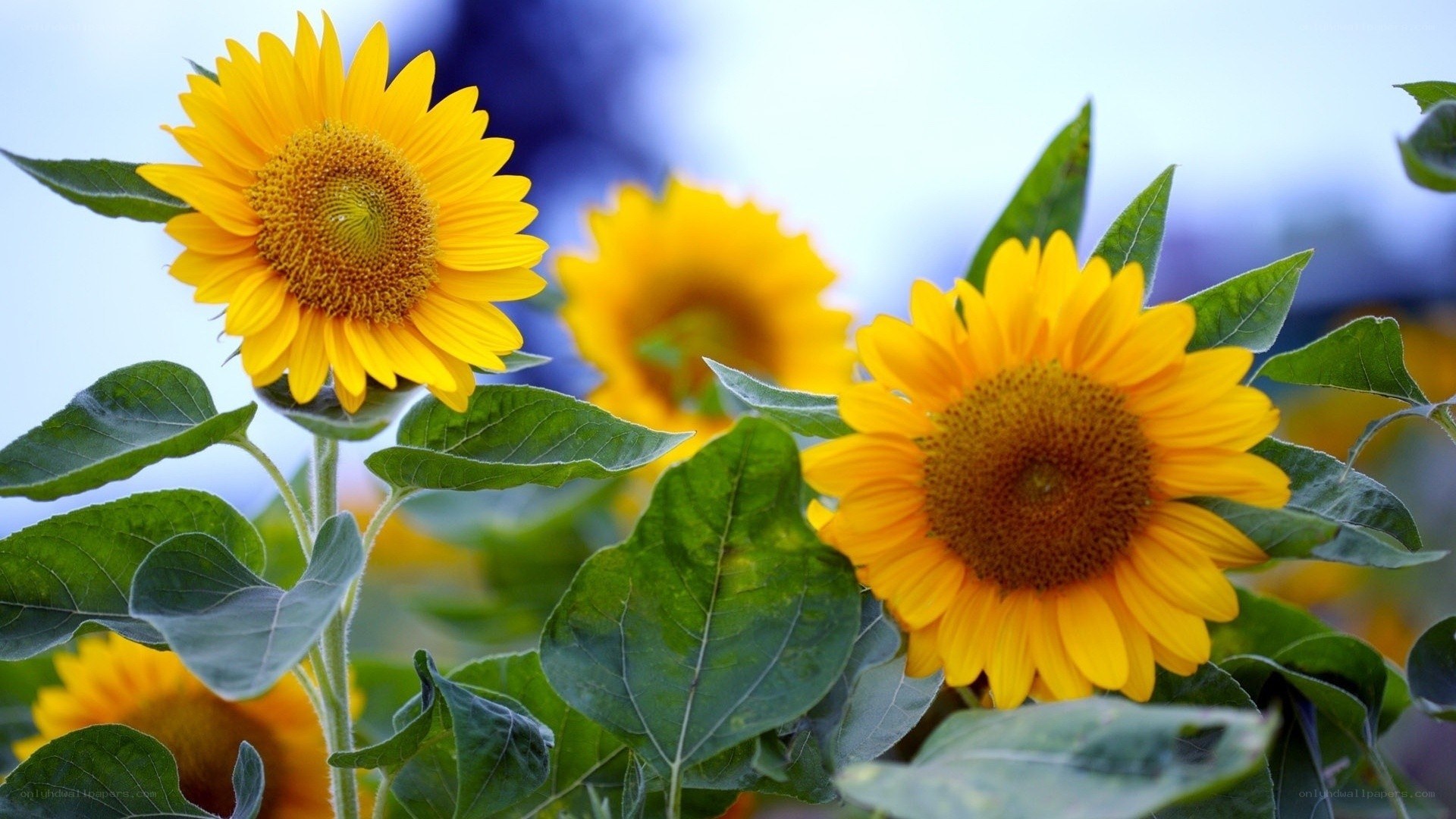 Sunflowers in a field