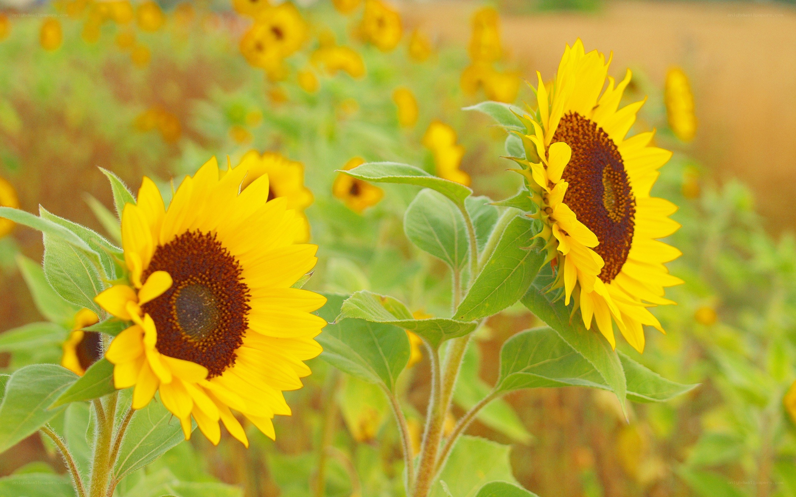 Sunflowers in a field