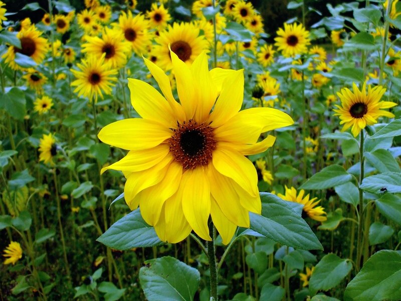 Sunflowers in a field