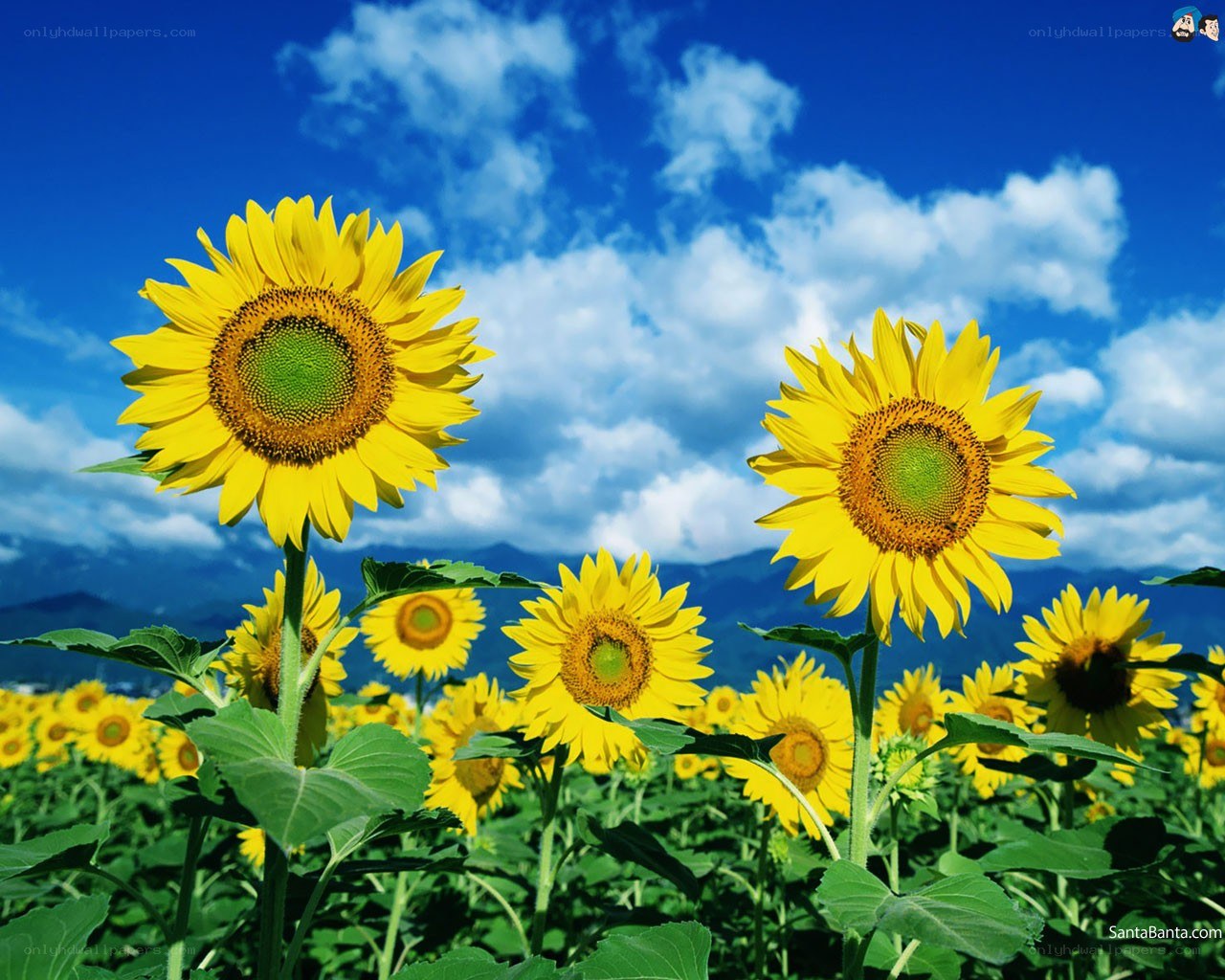 Sunflowers in a field