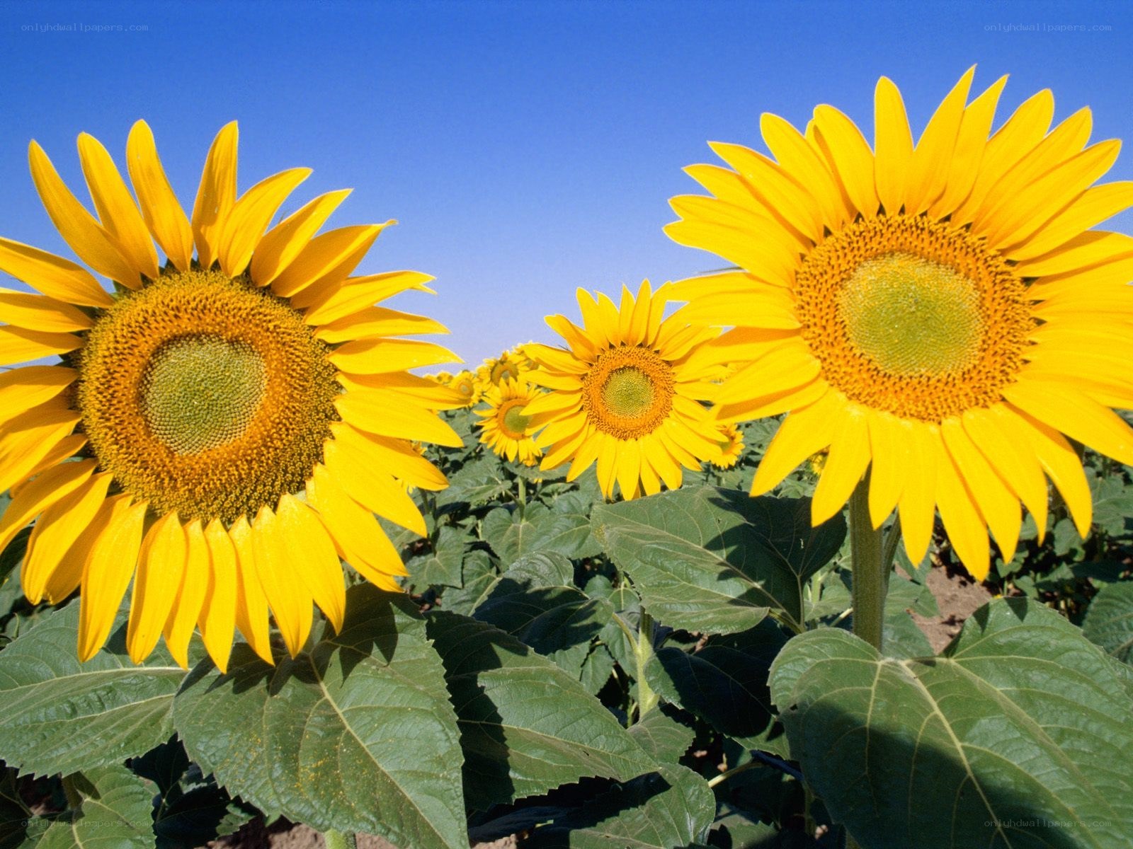 Sunflowers in a field