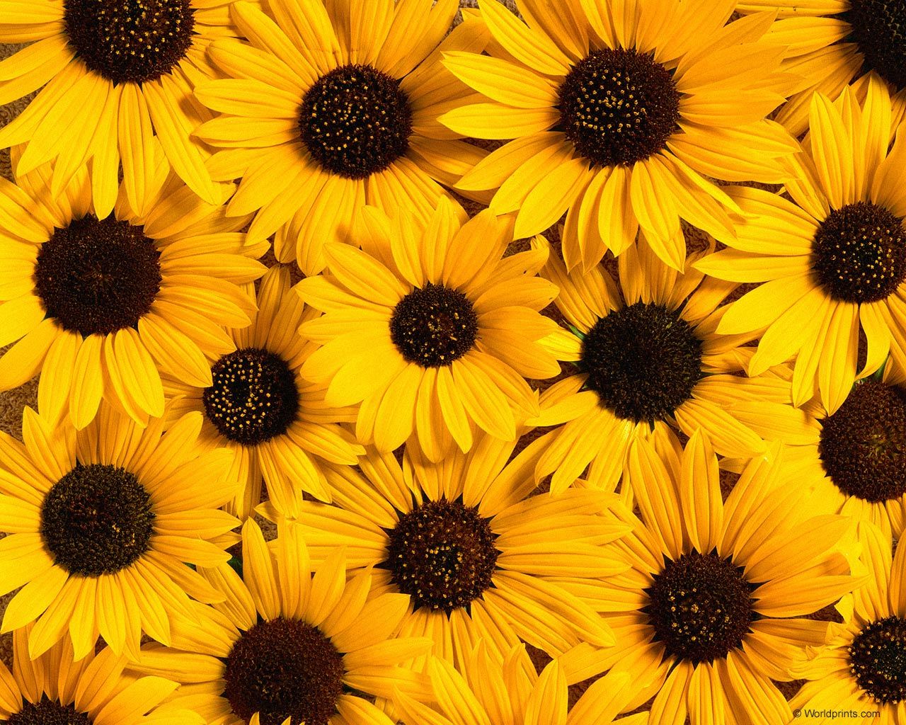 Sunflowers in a field