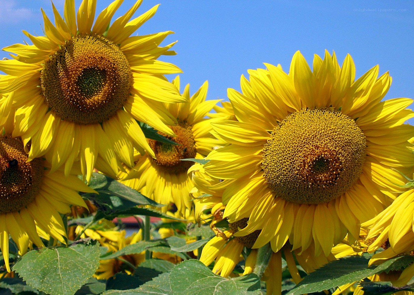 Sunflowers in a field