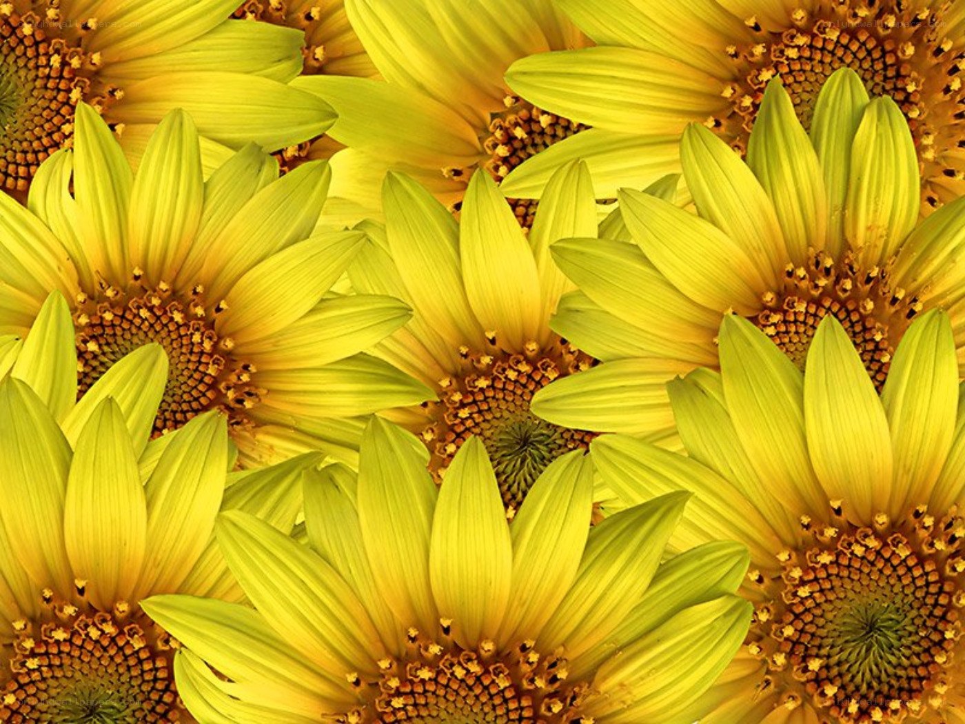 Sunflowers in a field
