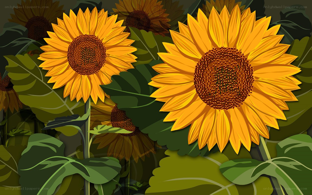 Sunflowers in a field