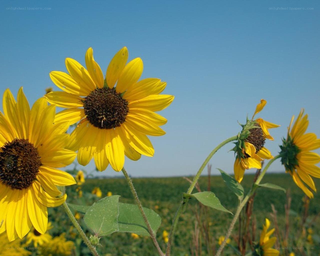 Sunflowers in a field