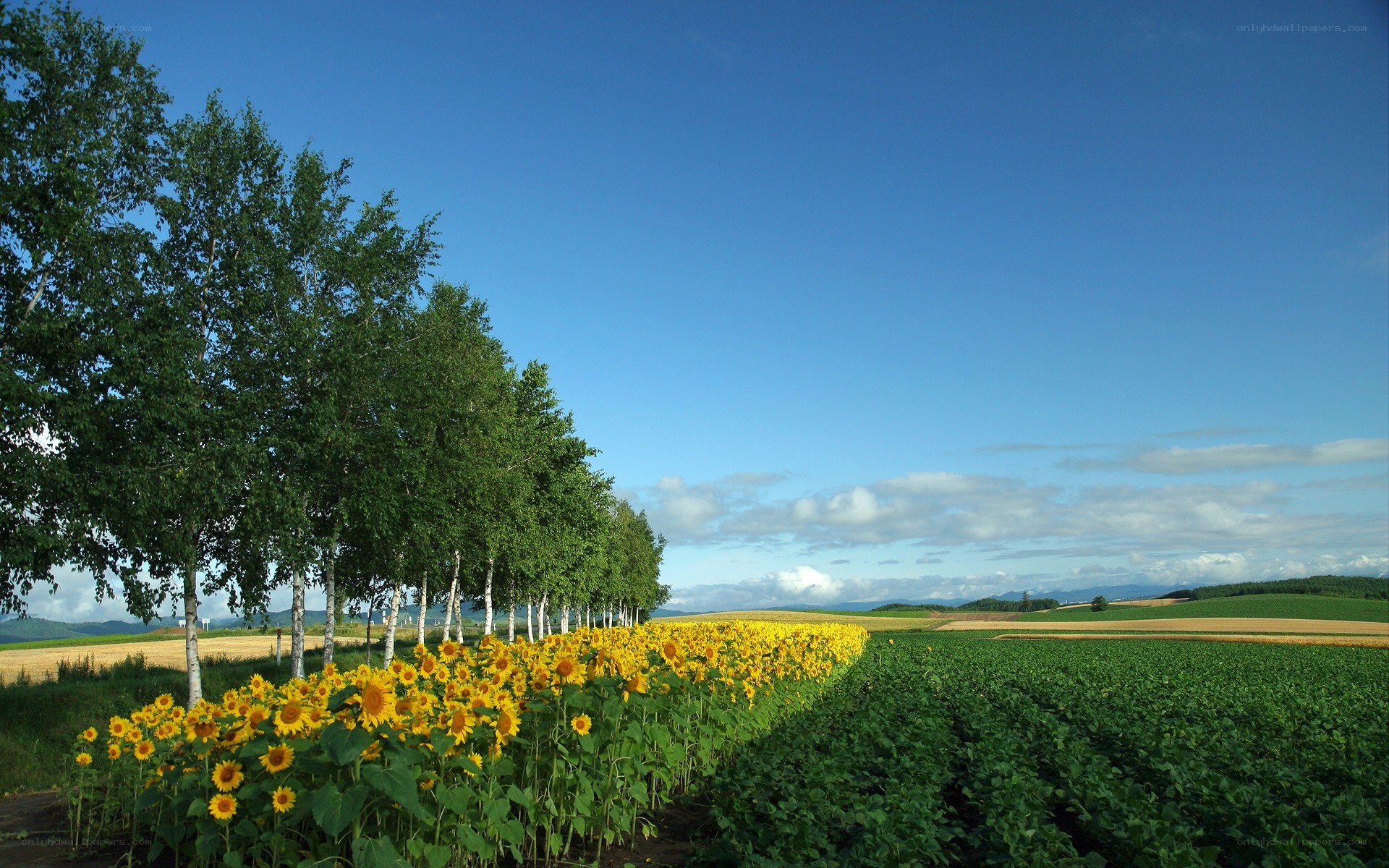 Sunflowers in a field