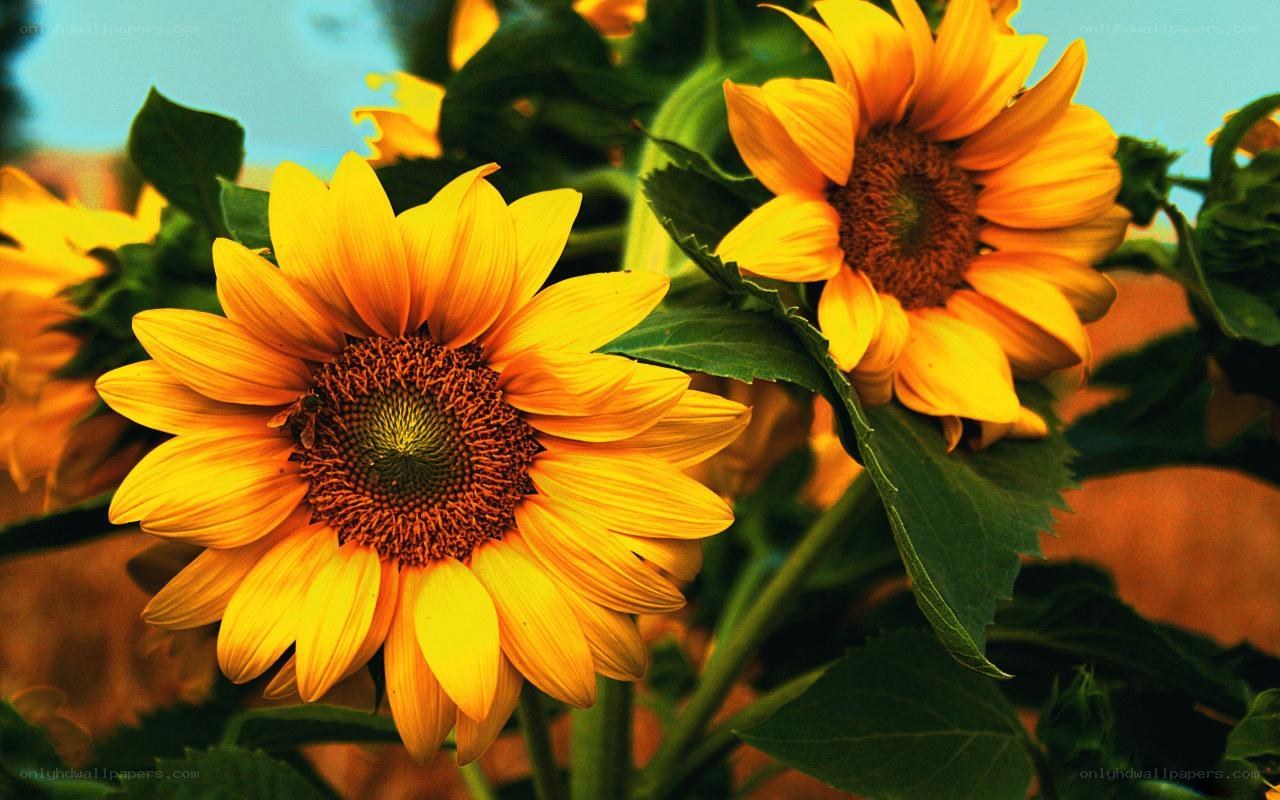 Sunflowers in a field