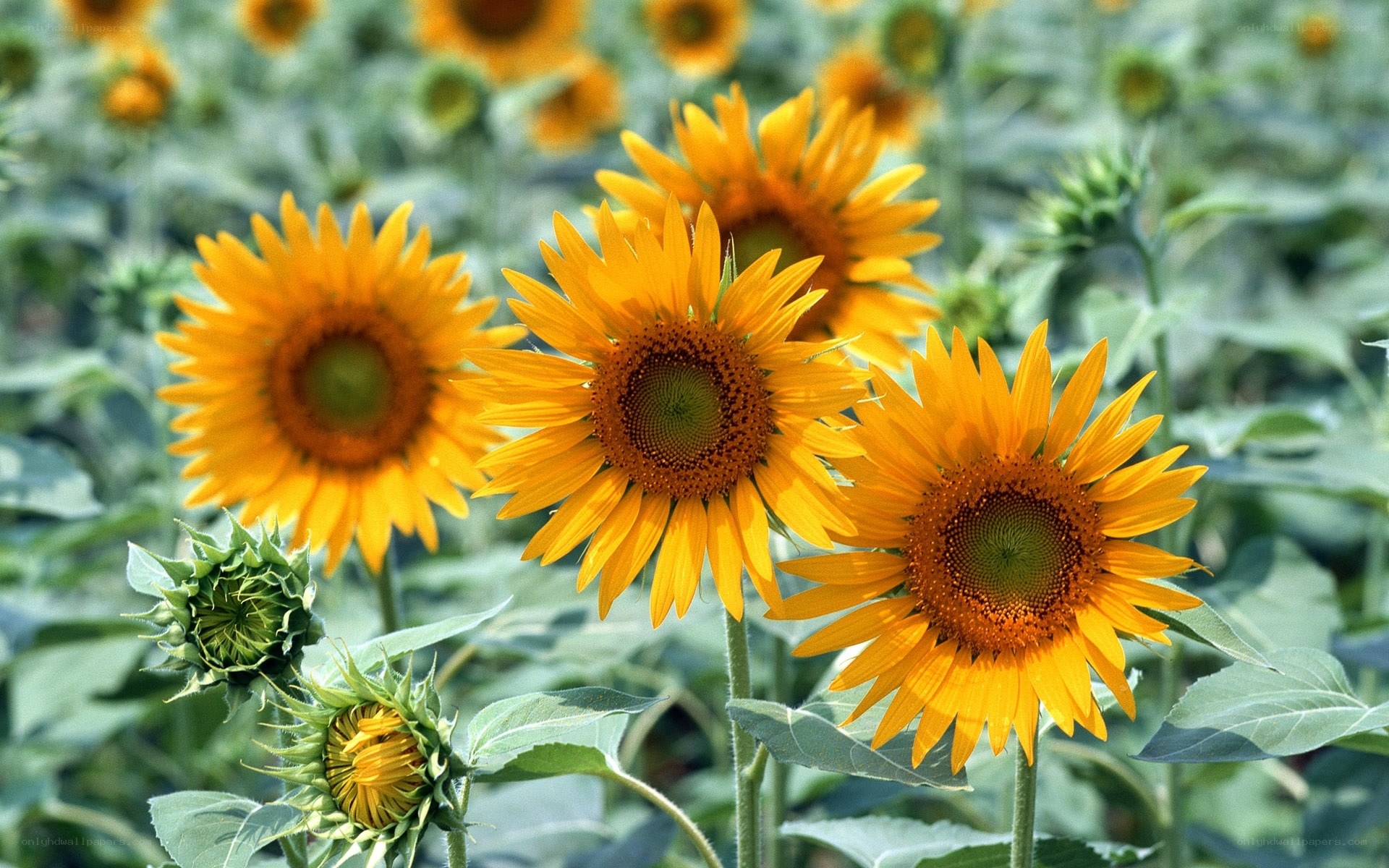 Sunflowers in a field