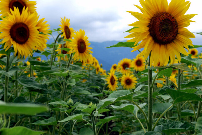 Sunflowers in a field