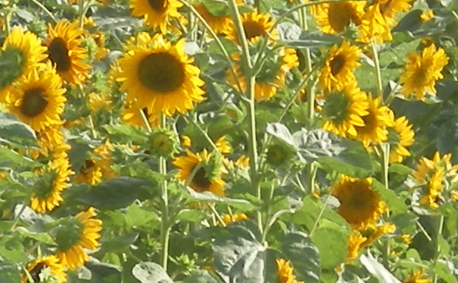 Sunflowers in a field