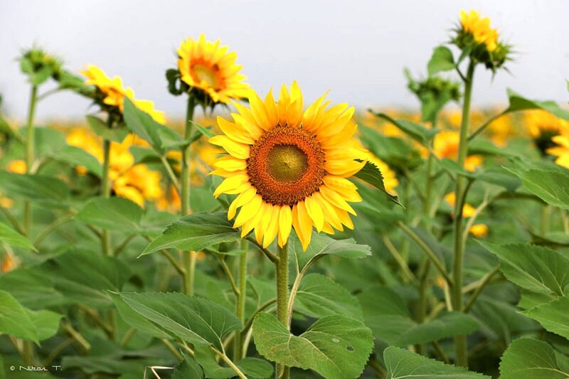 Sunflowers in a field