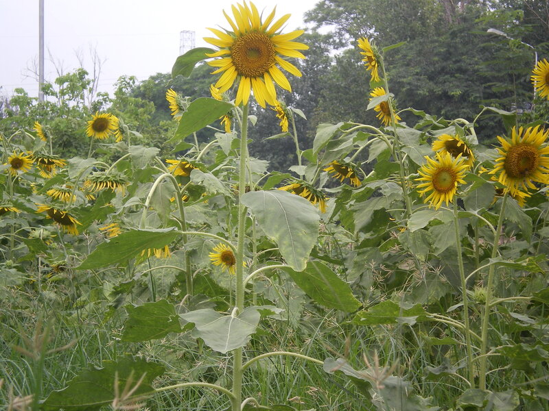Sunflowers in a field
