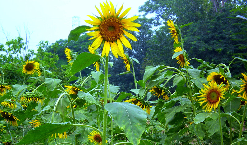 Sunflowers in a field