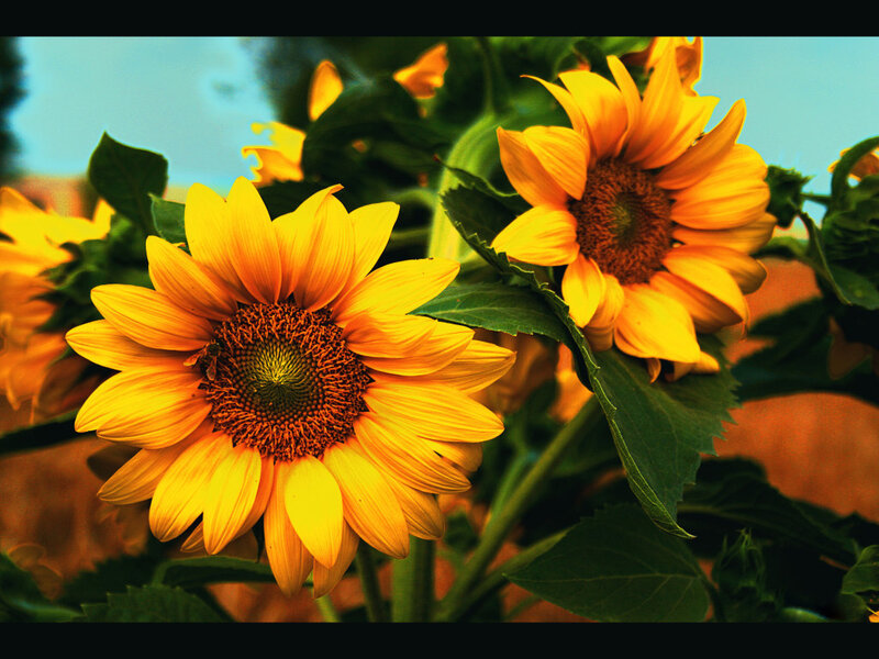 Sunflowers in a field