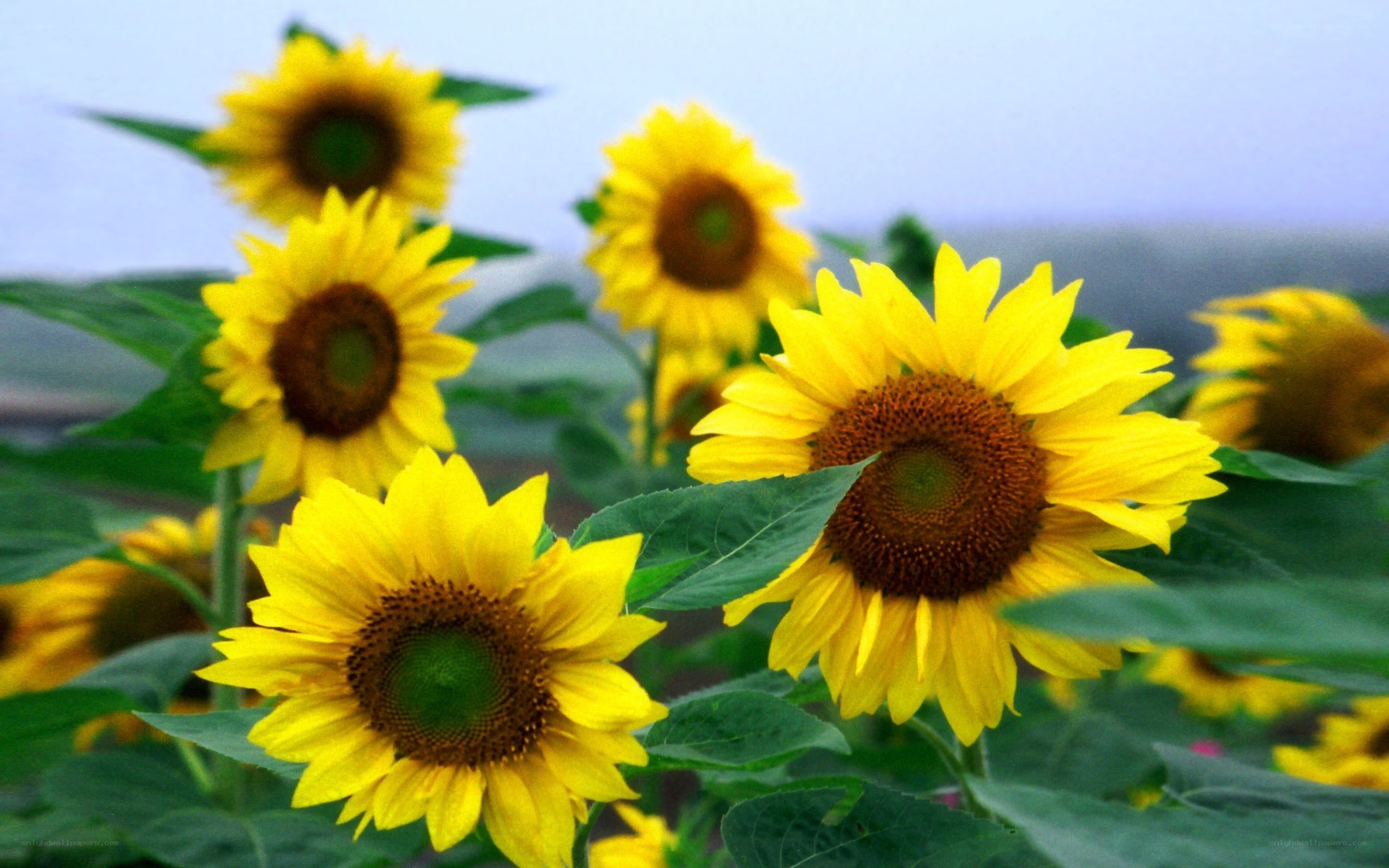 Sunflowers in a field