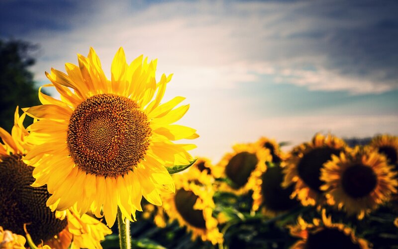 Sunflowers in a field at sunset