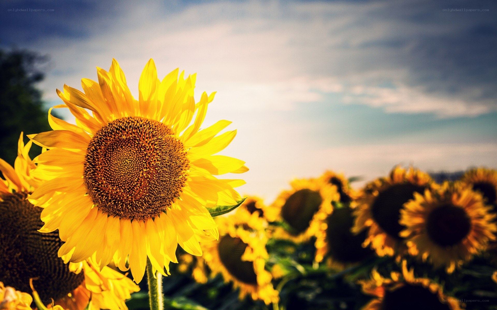 Sunflowers in a field at sunset