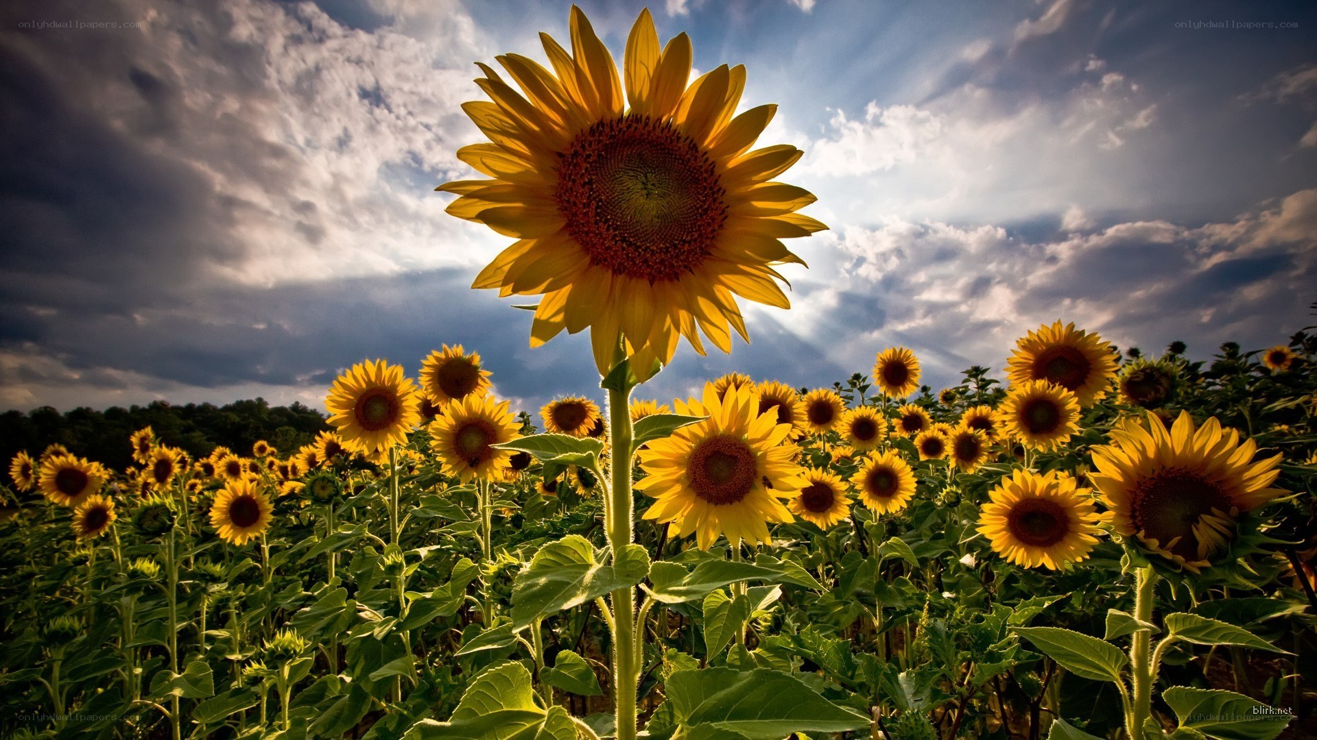 Sunflowers in a field at sunset