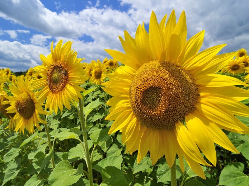 Sunflowers in a Field — Bee