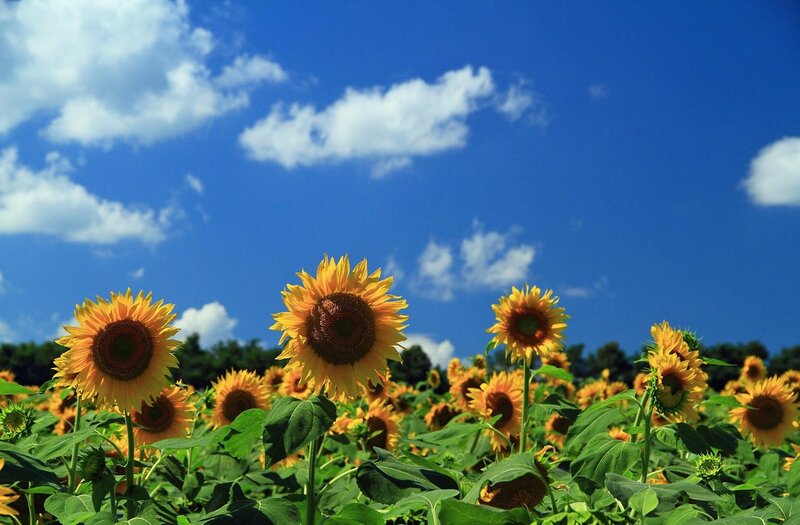 Sunflowers in a Field — Blue, Serene