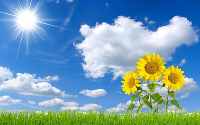Sunflowers in a Field — Blue