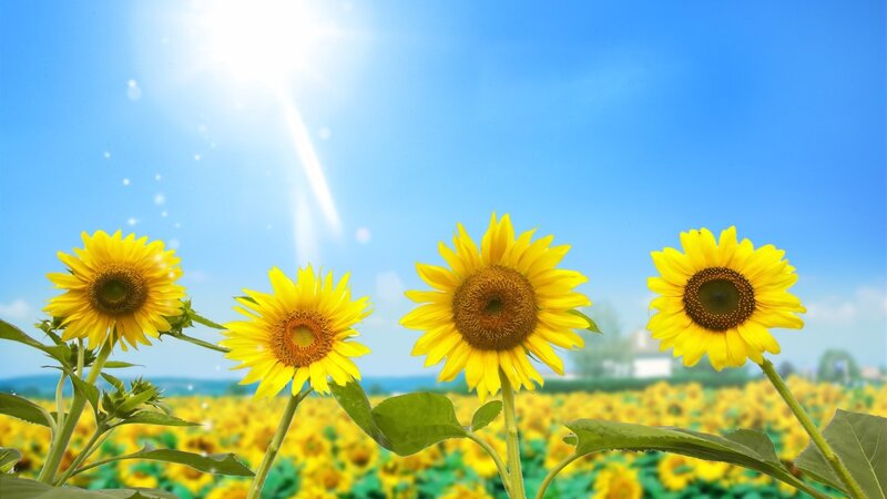 Sunflowers in a Field — Bright