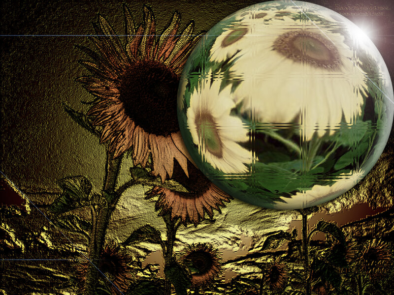 Sunflowers in a Field — Green