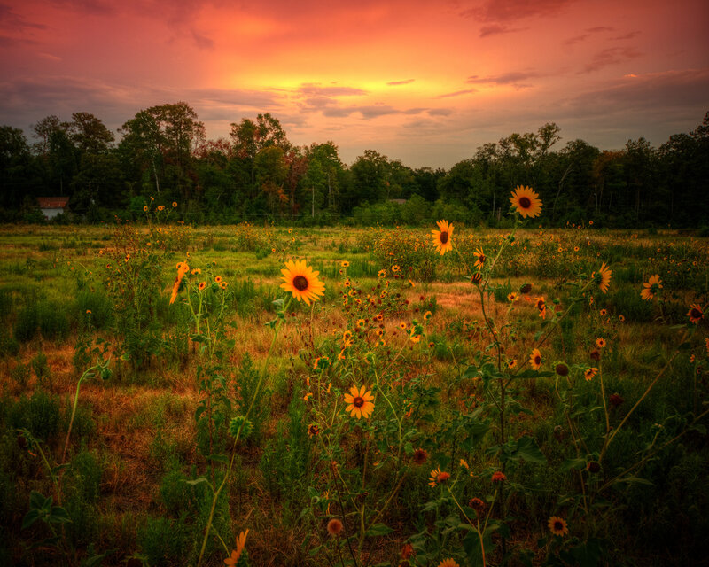Sunflowers in a Field — Orange