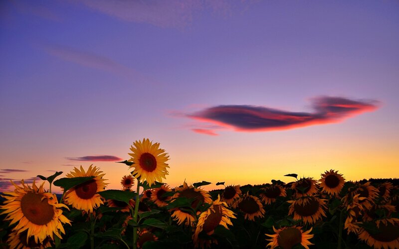 Sunflowers in a Field — Purple, Serene