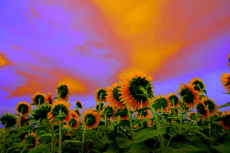Sunflowers in a Field — Purple