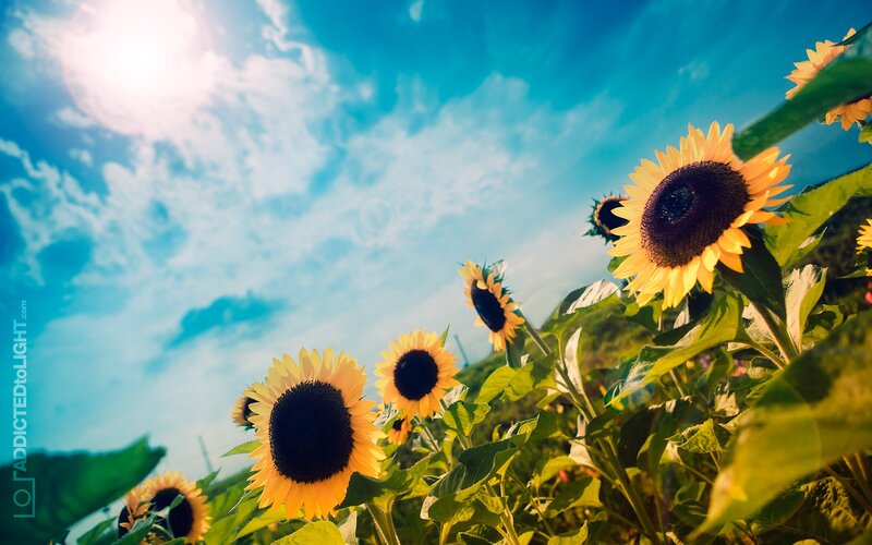 Sunflowers in a Field — Sky