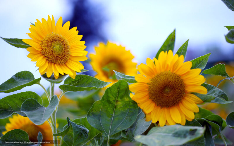 Sunflowers in a field