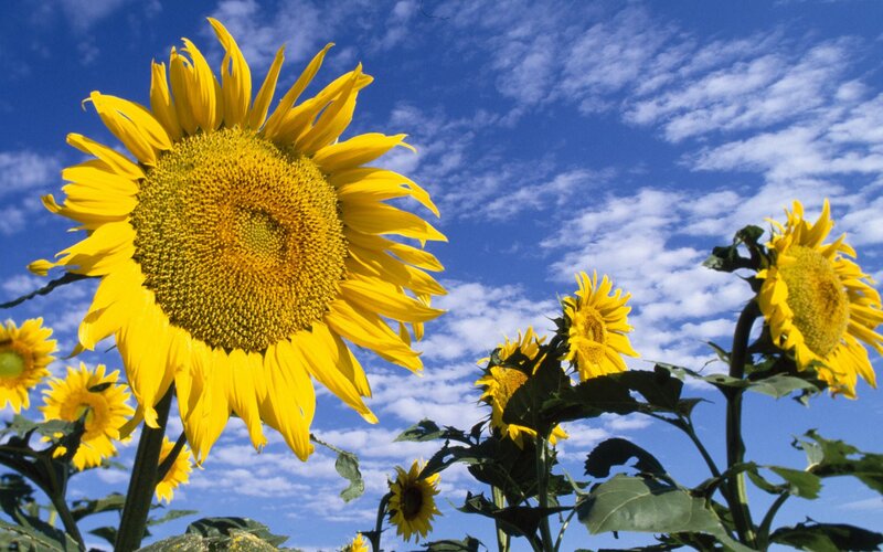 Sunflowers in a Field — White