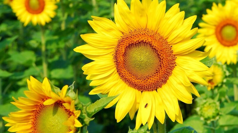 Sunflowers in a Field — Yellow, Bright, Afternoon, Photograph, Bee