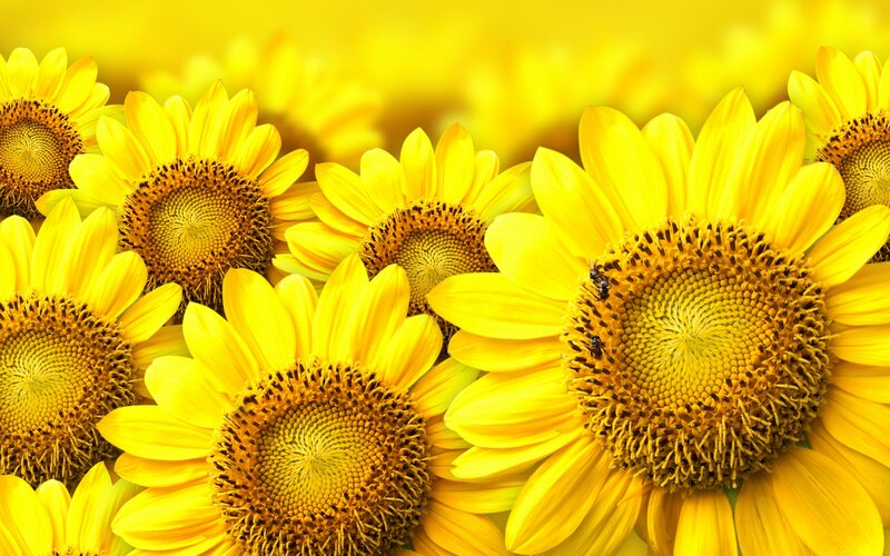 Sunflowers in a Field — Yellow, Bright, Afternoon, Photograph, Bees
