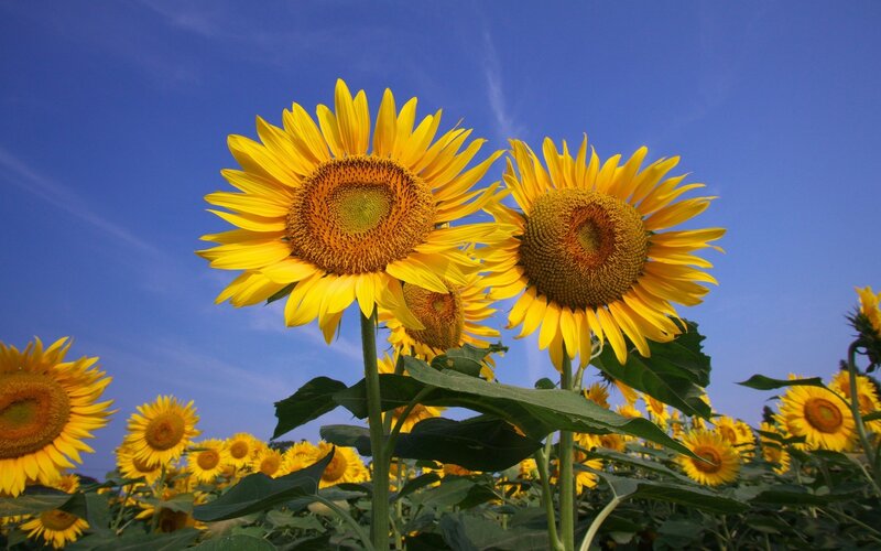 Sunflowers in a Field — Yellow, Bright, Afternoon, Photograph, Blue Sky, Green Leaves
