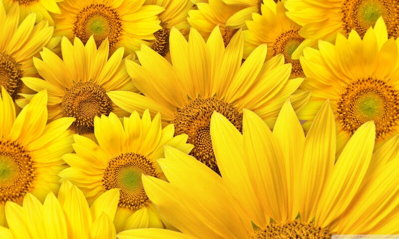 Sunflowers in a Field — Yellow, Bright, Afternoon, Photograph, Flower, Petal, Center
