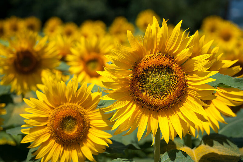 Sunflowers in a Field — Yellow, Bright, Afternoon, Photograph, Green Leaves, Yellow Petals, Flower Heads