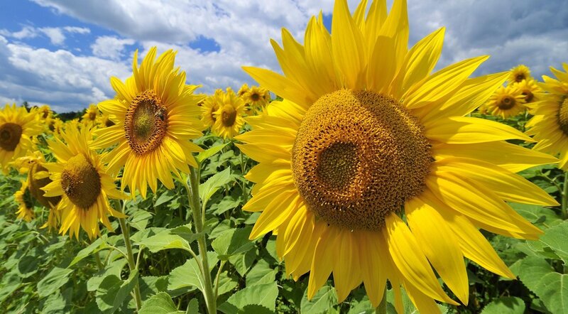 Sunflowers in a Field — Yellow, Bright, Afternoon, Photograph, Sky, Clouds, Bee