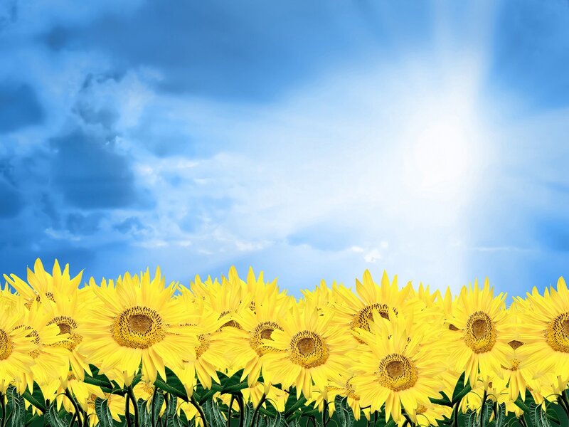 Sunflowers in a Field — Yellow, Bright, Afternoon, Photograph, Sky, Clouds, Sun, Blue